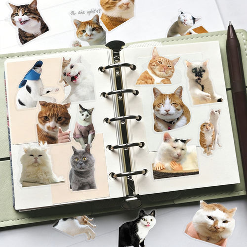 Cat PET stickers