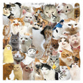 Cat PET stickers