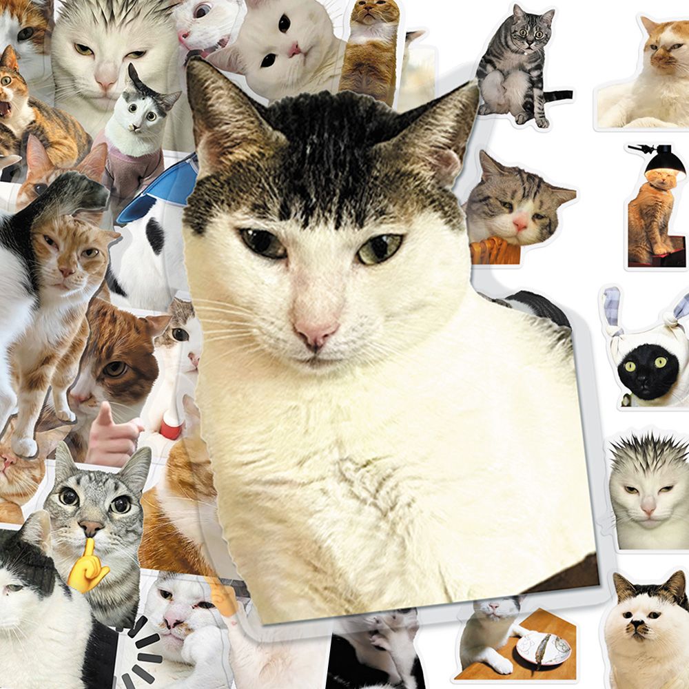 Cat PET stickers