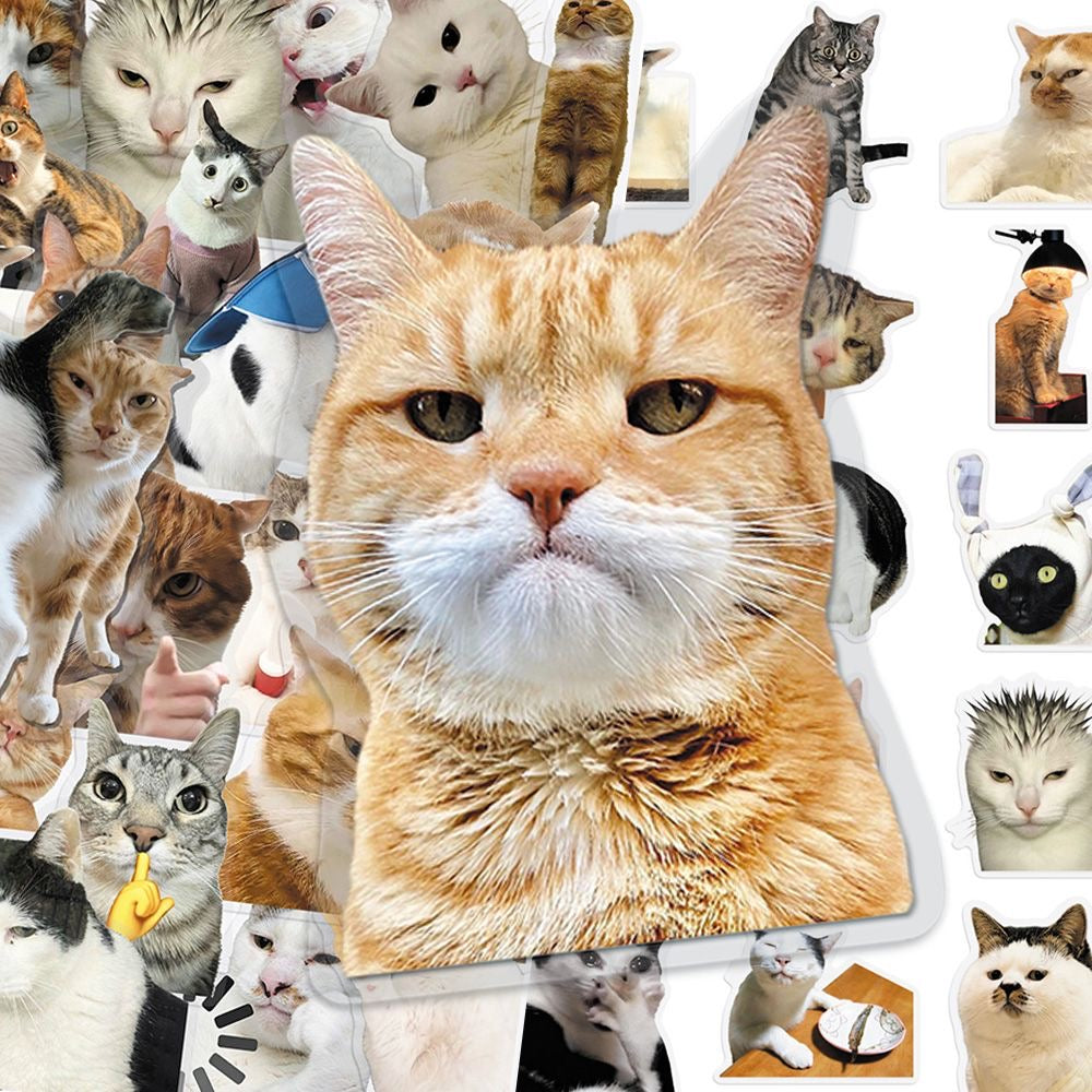 Cat PET stickers