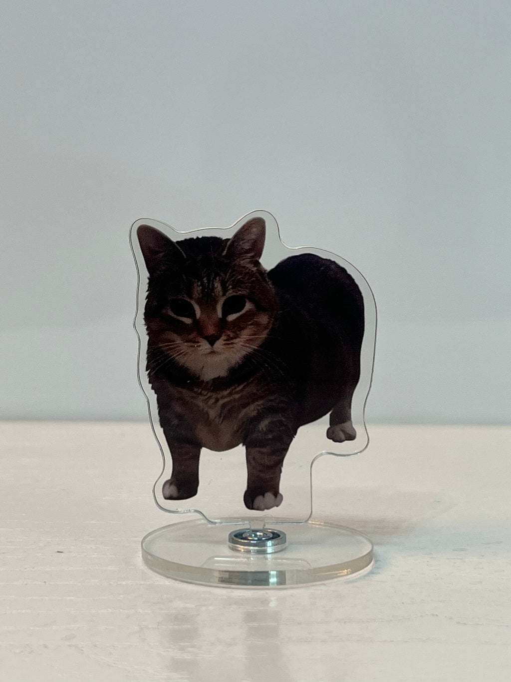 Rotating kitten