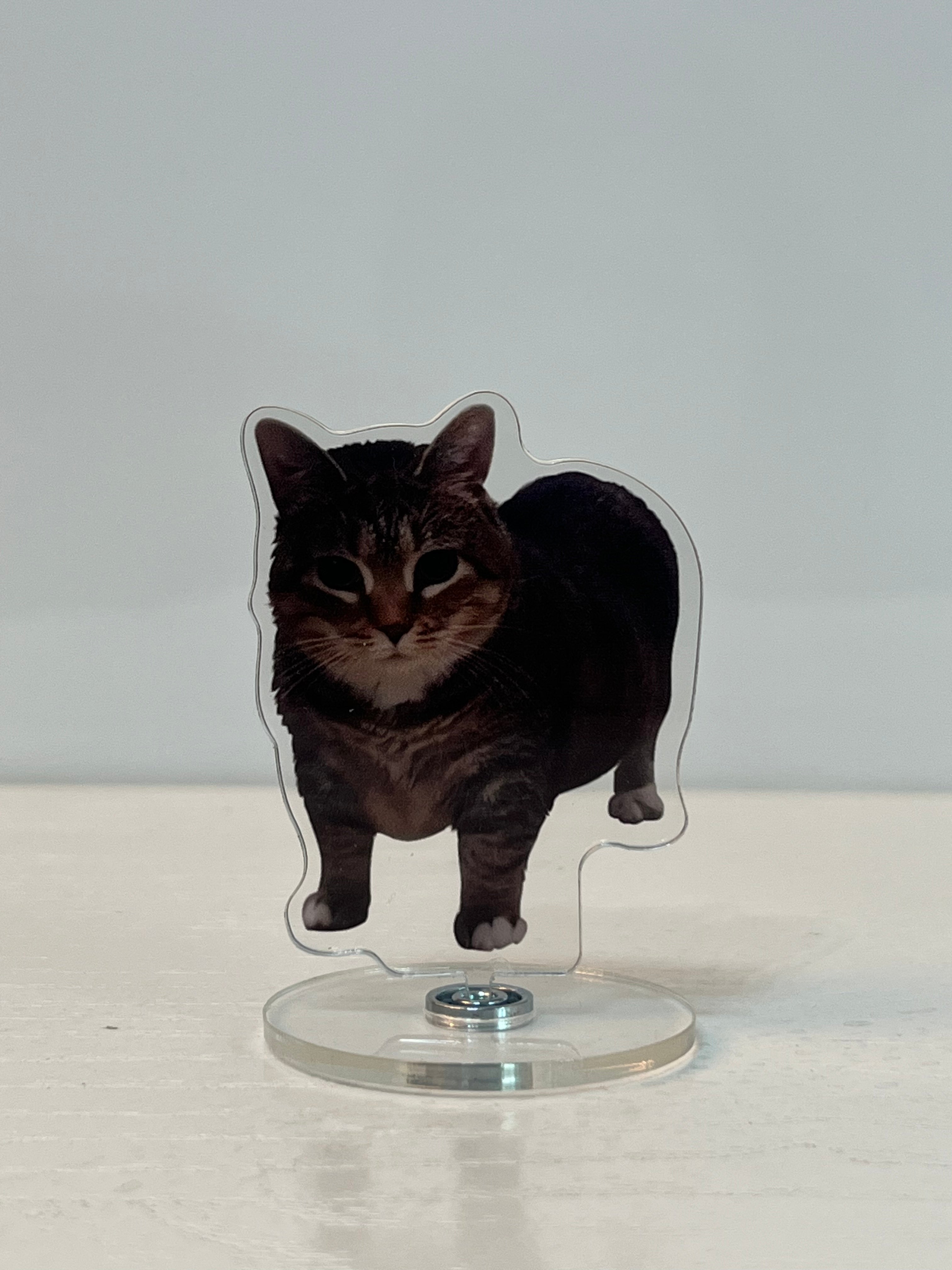 Rotating kitten