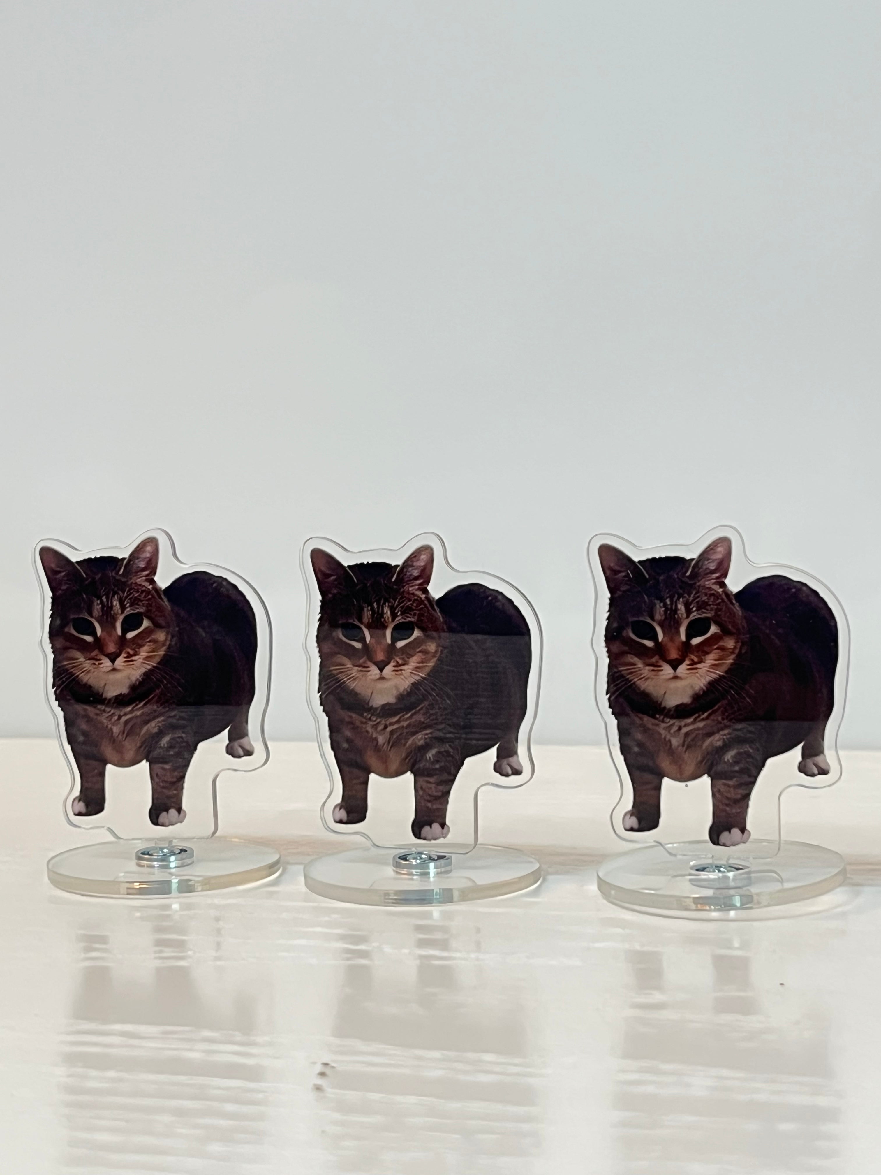 Rotating kitten