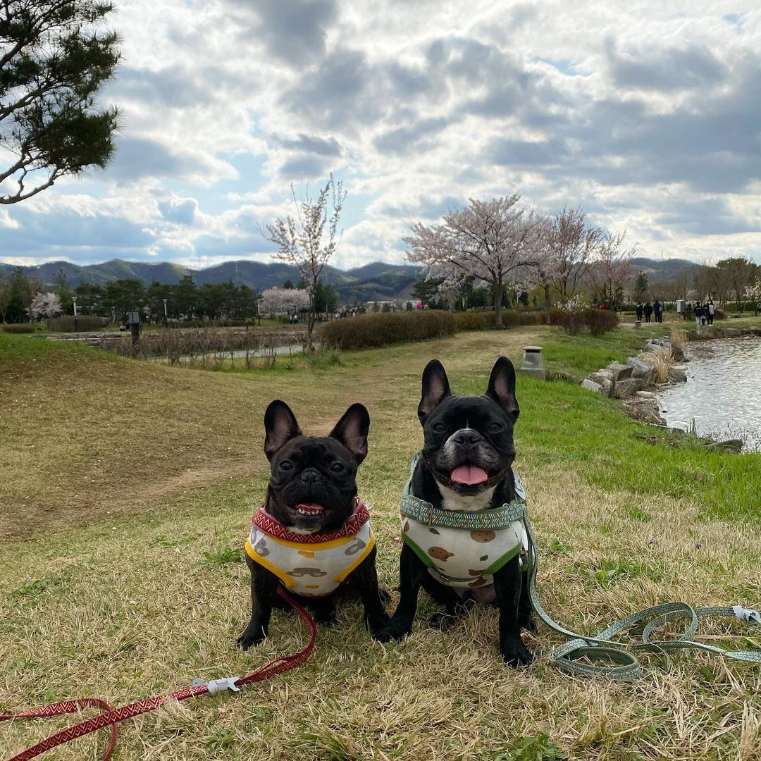 Cute Mouse Cheese Print Cotton Sleeveless Dog Vest, Breathable Pet Home Pajamas Specially Designed for French Bulldog, S/M/L Sizes